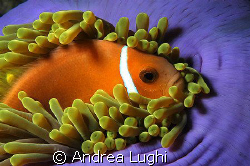 A clownfish resting in his soft bed... by Andrea Lughi 